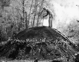  Image name: 41 Carbonai.jpg 
 width: 274 pixel 
 height: 214 pixel 
 Size: 25810 bytes 
 Click to enlarge 